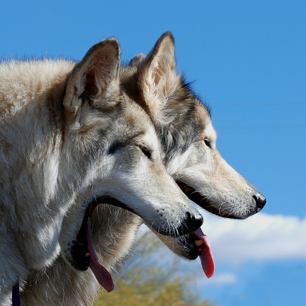 Visuel Le hurlement des loups pourrait bien accompagner nos futures nuits à la belle étoile