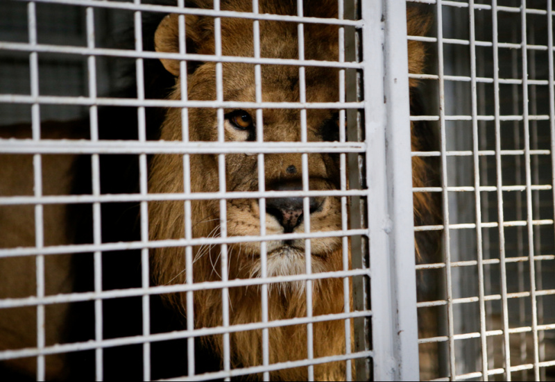 Visuel Kiev: le triomphe d’un refuge pour animaux sauvages