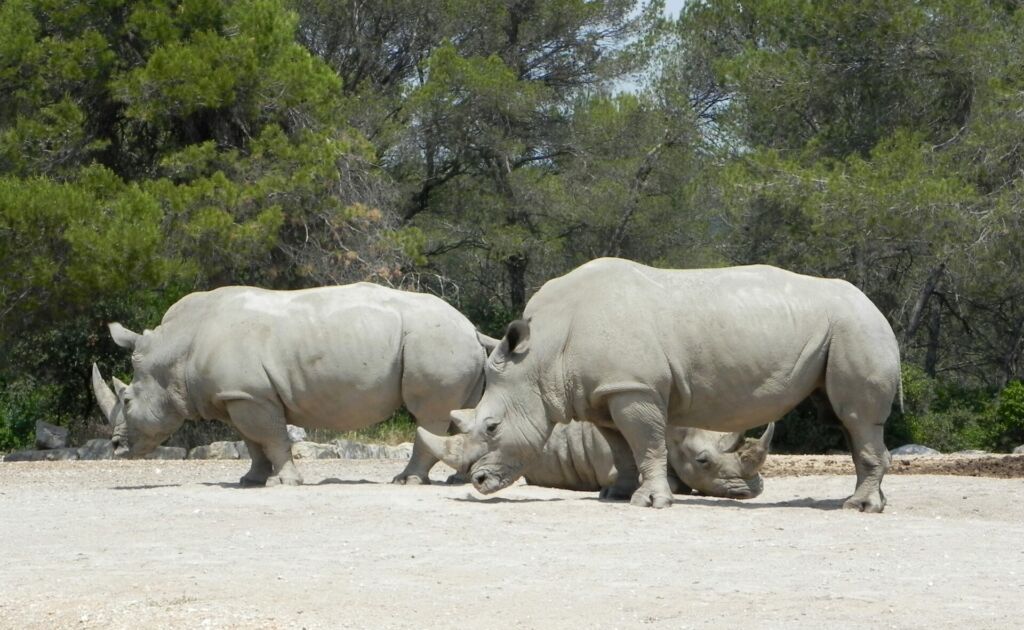 Visuel Augmentation historique de la population de rhinocéros africains