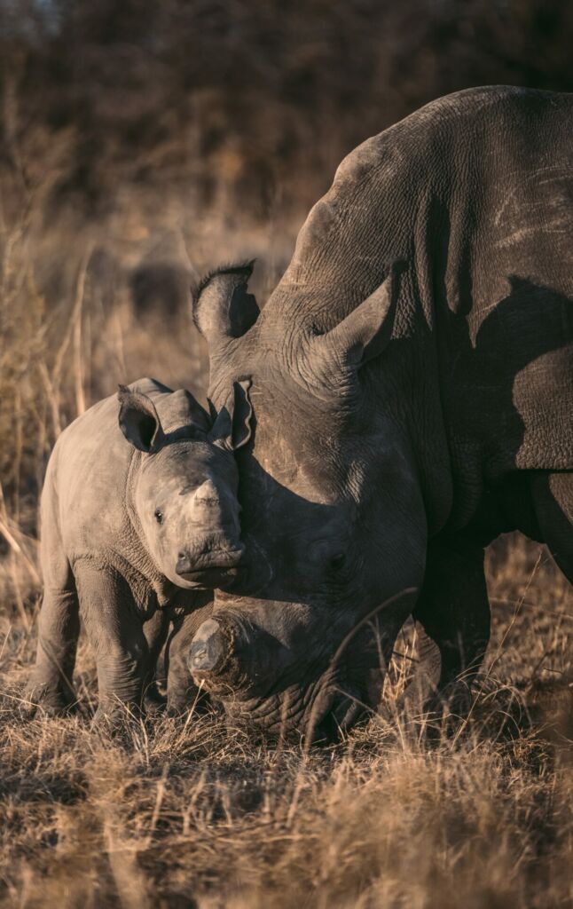 Visuel L’ONG African Parks sauve le plus grand élevage de rhinocéros au monde