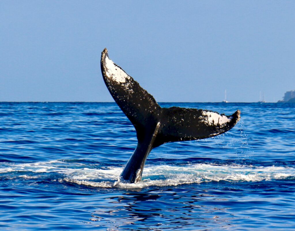 Visuel Biodiversité : une population de baleines à bosse en hausse ?